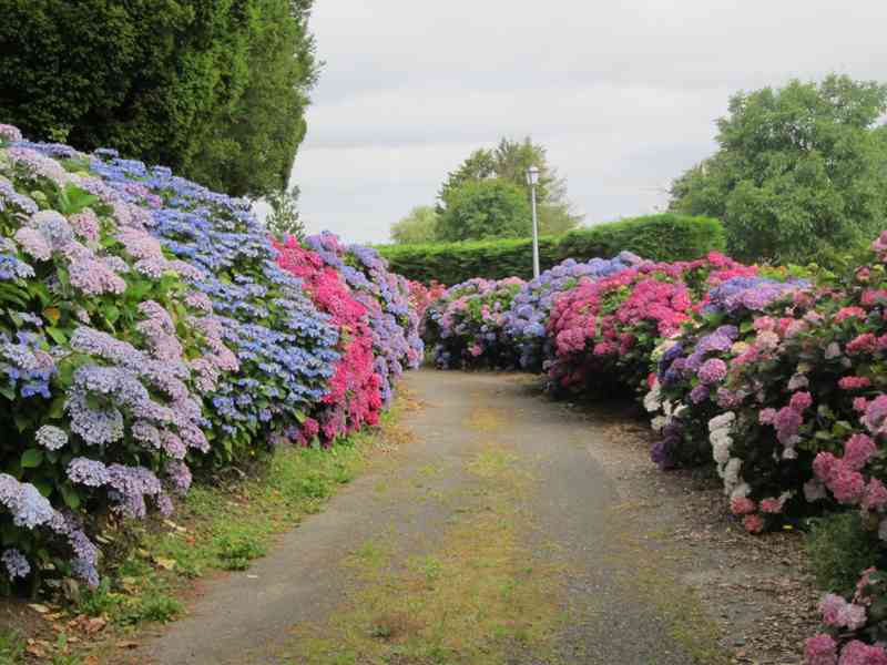 HORTENSIAS1